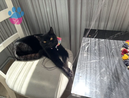 Kızımıza hayırlı bir kısmet arıyoruz