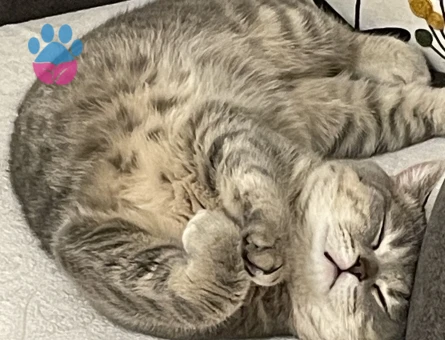 British Shorthair Kızgınlıkta 1,5 Yaşında