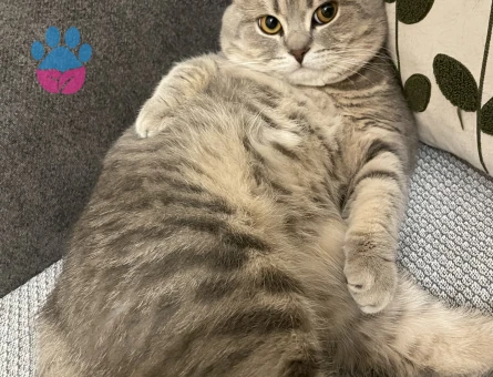 British Shorthair Kızgınlıkta 1,5 Yaşında