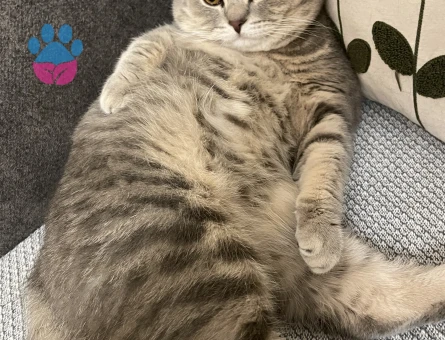 British Shorthair Kızgınlıkta 1,5 Yaşında