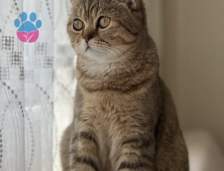 British Shorthair Benjamin’e eş arıyoruz