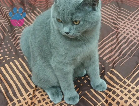 Erkek Kedimiz British Shorthair Kızgınlıkta Eş Arıyor