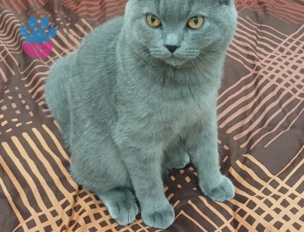 Erkek Kedimiz British Shorthair Kızgınlıkta Eş Arıyor