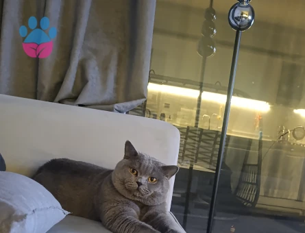 British Shorthair 1,5 Yaşında Eş Arıyoruz