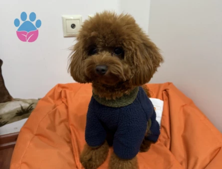 Toy Poodle 1,5 Yaşında Köpeğim Eş Arıyor