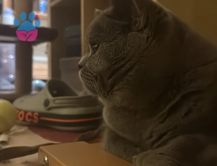 1,5 Yaşında Kedim British Shorthair Erkek Kızgınlıkta