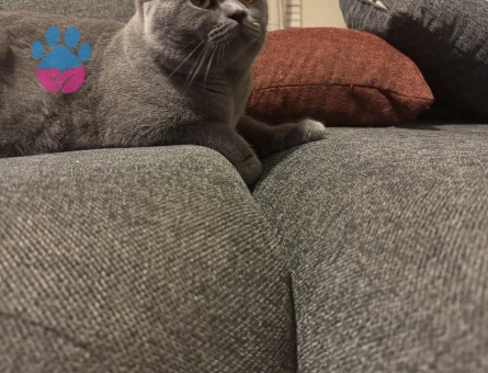 1,5 Yaşında Kedim British Shorthair Erkek Kızgınlıkta