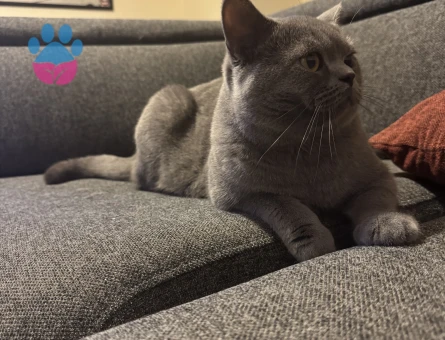 1,5 Yaşında Kedim British Shorthair Erkek Kızgınlıkta