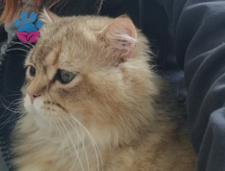 Secereli british longhair 1 Yaşında Erkek Kızgınlıkta