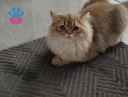 Secereli british longhair 1 Yaşında Erkek Kızgınlıkta