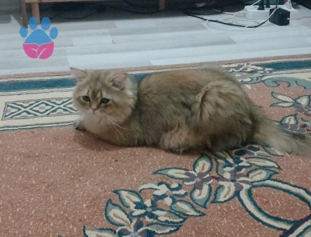 Secereli british longhair 1 Yaşında Erkek Kızgınlıkta