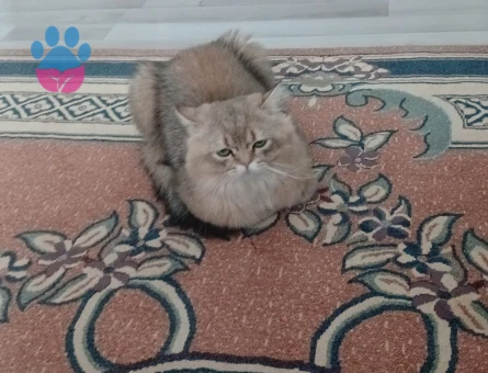 Secereli british longhair 1 Yaşında Erkek Kızgınlıkta