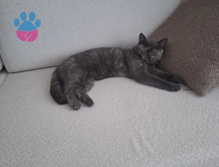 1 Yaşında British Shorthair Dişi Kedime Erkek Arıyorum