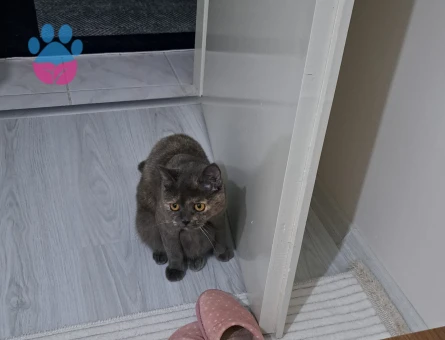 1 Yaşında British Shorthair Dişi Kedime Erkek Arıyorum