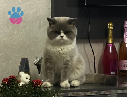 British Shorthair-Longhair Karışımı 1 Yaşında Eş Arıyor