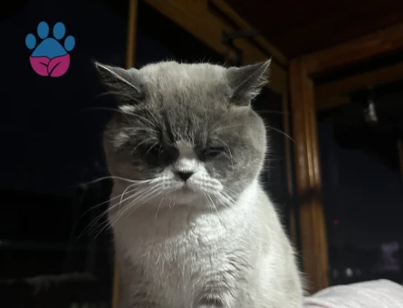 British Shorthair-Longhair Karışımı 1 Yaşında Eş Arıyor