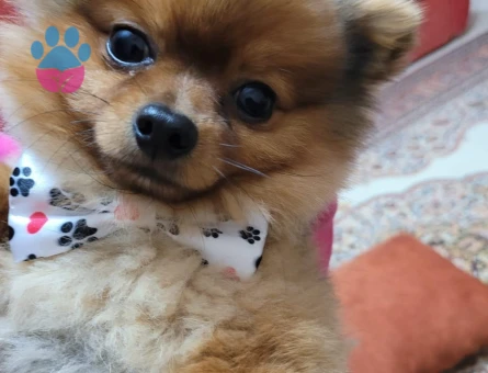 pomeranian boo 2 yaşında