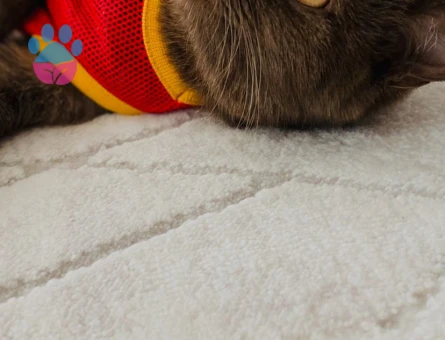 Güzel kızımız eş arıyor