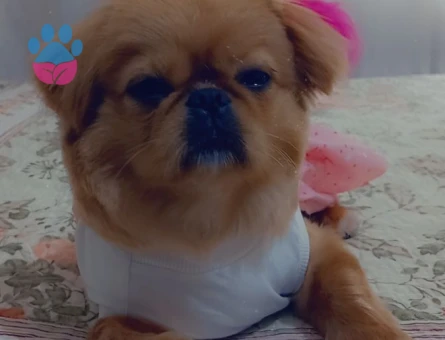 Pekinez Köpeğime Eş Arıyorum