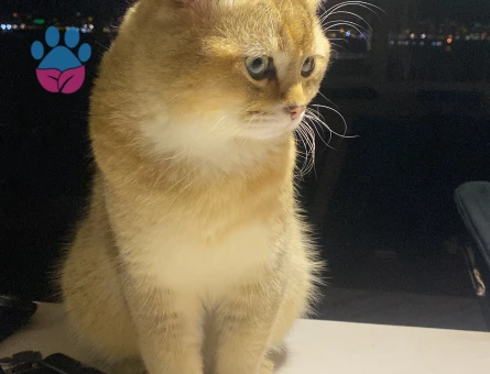 British shorthair erkek 11 aylık