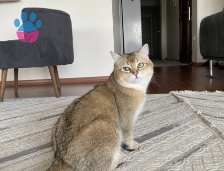 British shorthair erkek 11 aylık