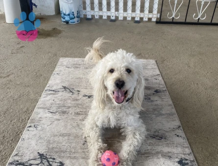 Maltese terrier erkek 3 numara