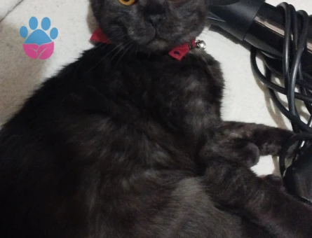 Scottish erkek kedime eş arıyorum