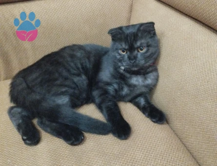 Scottish erkek kedime eş arıyorum