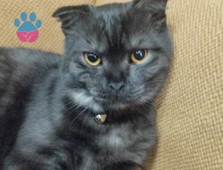 Scottish erkek kedime eş arıyorum