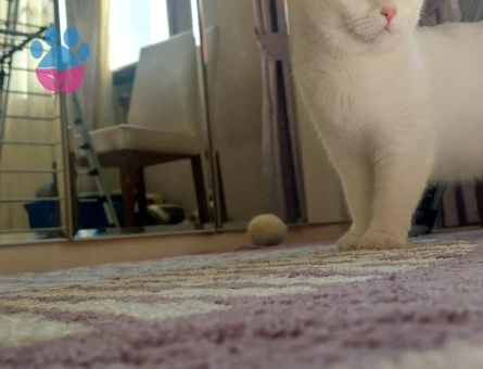 British Shorthair 1 Yaşında Eş Arıyor