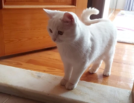 British Shorthair 1 Yaşında Eş Arıyor - 118983999