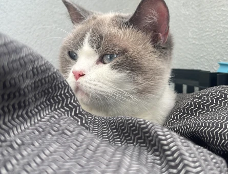 British Shorthair Kızımız Çakıl İçin Damat Adayı Aranıyor! - 118984000