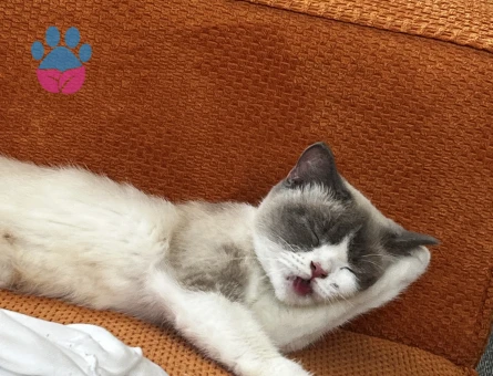 British Shorthair Kızımız Çakıl İçin Damat Adayı Aranıyor!