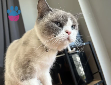British Shorthair Kızımız Çakıl İçin Damat Adayı Aranıyor!