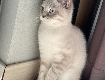 British Shorthair Dişi kedi eş aranıyor - 118984002