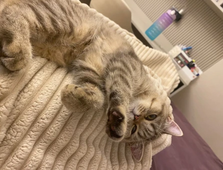 British Shorthair Kedime Eş arıyorum - 118984004
