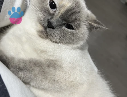 Blue Point Kızıma Eş Arıyorum