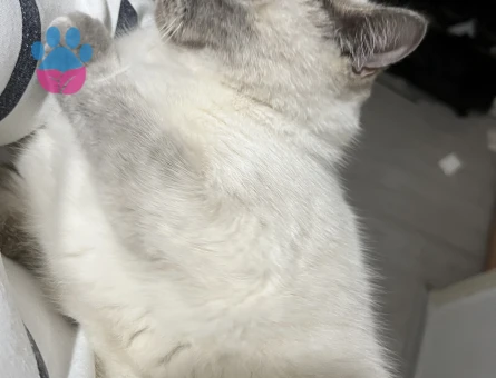 Blue Point Kızıma Eş Arıyorum