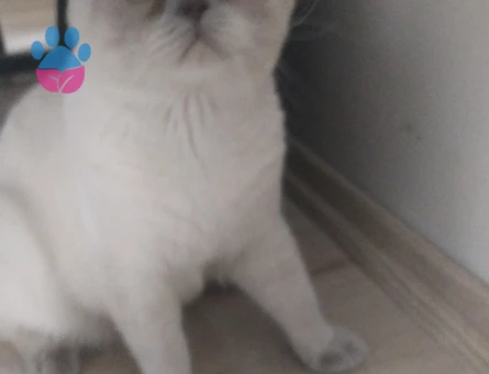 Scottish Kedimize Eş Arıyoruz