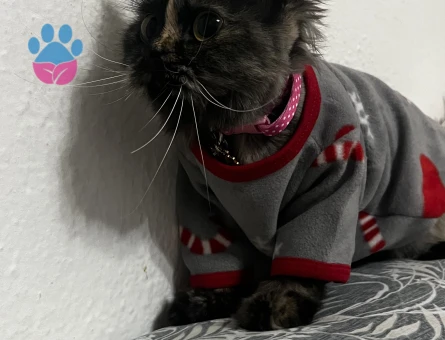 Kızıma eş arıyorum