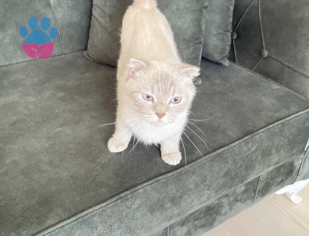 Scottish Fold 1 Yaşında Kızım EŞ Aramakta - 118984330