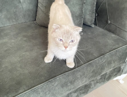 Scottish Fold 1 Yaşında Kızım EŞ Aramakta - 118984330