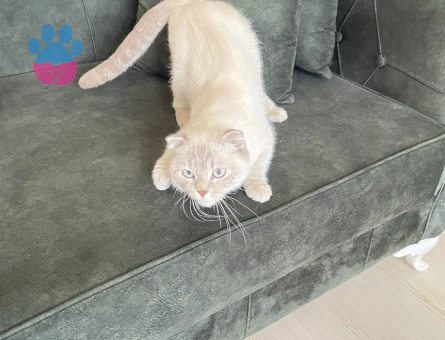 Scottish Fold 1 Yaşında Kızım EŞ Aramakta