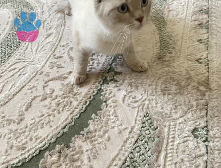 Scottish Fold 1 Yaşında Kızım EŞ Aramakta