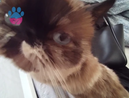 British Shorthair 1 Yaşında Dişi Kızgınlıkta - 118984332
