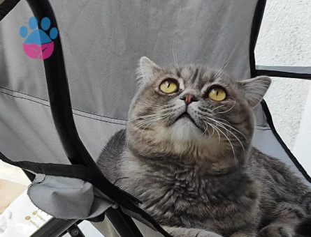 British Shorthair Oğluma Eş Arıyorum