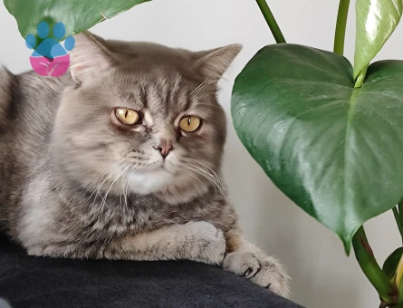 British Shorthair Oğluma Eş Arıyorum