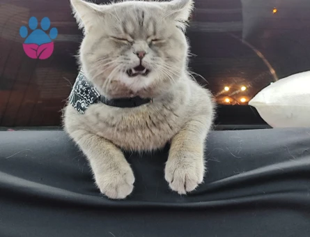 British Shorthair Oğluma Eş Arıyorum