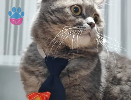 British Shorthair Oğluma Eş Arıyorum