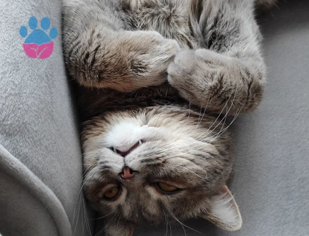 British Shorthair Oğluma Eş Arıyorum